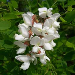 Acacia, Robinier faux-acacia / Robinia pseudoacacia